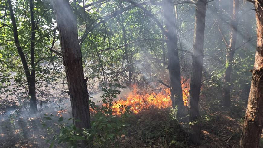 F WALD 1 – Lange Trockenheit sorgt für erste Brände in Bickenbach!