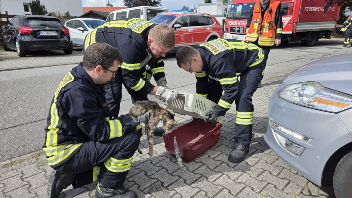 H1 – Tierrettung vom 12.09.2025