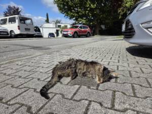 H1-Tierrettung_2025-09-12